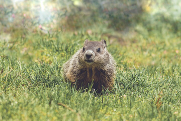 Fototapeta premium Young Groundhog kit, Marmota monax, facing front, walking in green grass in springtime