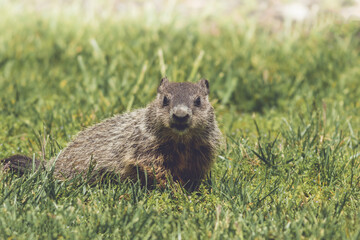 Fototapeta premium Young Groundhog kit, Marmota monax, facing front, walking in green grass in springtime