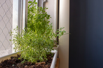 Thyme sprouts and basil growing inside an apartment