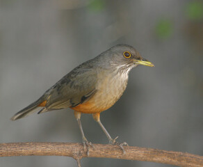 Zorzal colorado - Turdus rufiventris