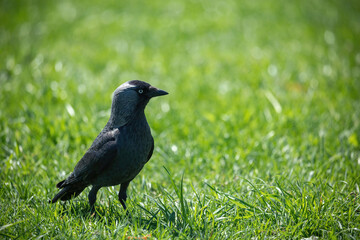 Western jackdaw (Corvus monedula soemmerringii)
