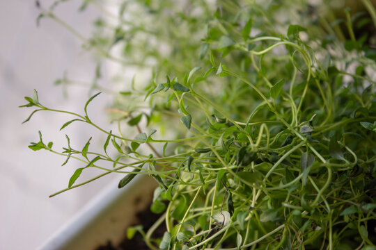 Thyme sprouts growing inside an apartment