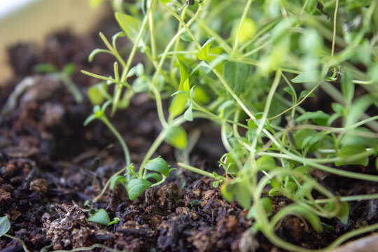 Thyme sprouts growing inside an apartment