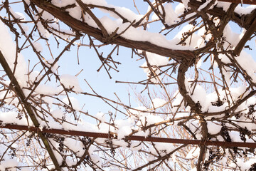 Vine heavily covered with snow on a clear winter day