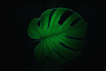 monstera, Monstera deliciosa, Monstera full of holes, green, leaves, green leaves, nature, structure, abstraction, nature, eco, plants, green plants, macro, texture, texture, © Krystian
