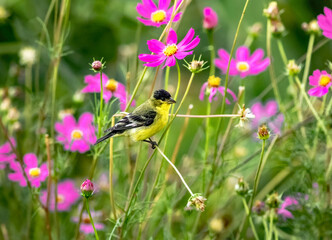 Close up of a Lesser Goldfinch in a beautiful garden perched on a bent stem and surrounded by pink...
