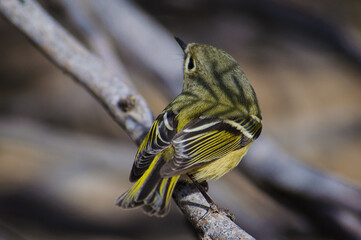 Ruby-Crowned Kinglet
