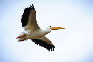 pelican in flight