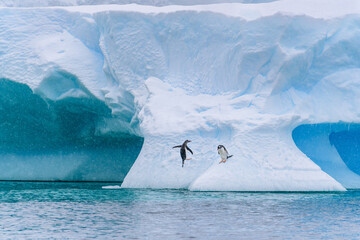 Gentoo Penguins jumping out of the Southern Ocean onto a large iceberg, cold snowy day, Antarctica
