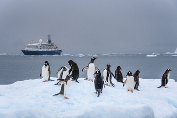 Gentoo Penguin floating on a snow-covered iceberg in the Southern Ocean, with a large expedition ship in the background, cold snowy day, Antarctica  © knelson20