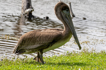 Juvenile Florida Brown Pelican exiting a pond at indian river side park in stuart florida