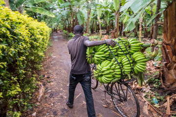 Transporting of Bananas in a Plantation in Tanzania - obrazy, fototapety, plakaty
