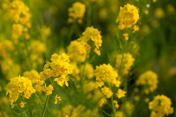 菜の花
Canola flower