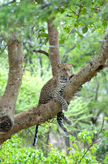 Leopard in a tree in the northern serengeti
