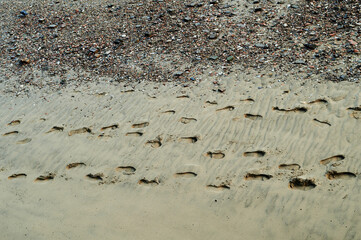 Obraz premium Single track of footsteps