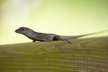 Florida Brown Garden Lizard on a wooden fence with a soft green background in stuart florida