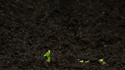 Close-up microgreens grow in time-lapse, growing green plants timelapse, sprouts germination newborn salad in greenhouse agriculture. Plant growth in rapid, speed up. Macro view of natural process