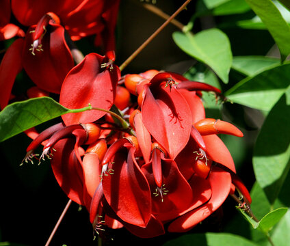 Ceibo o Seibo - Erythrina crista galli