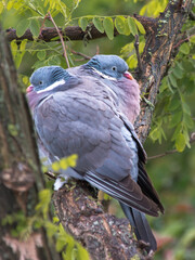 bird, crested, wood pigeon, Columba palumbus, nature