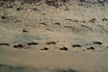 Single track of footsteps