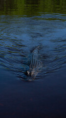 alligator in the water