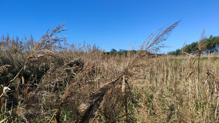 Fototapeta premium Northern Litoral Natural Park in Antas, Esposende, Portugal.