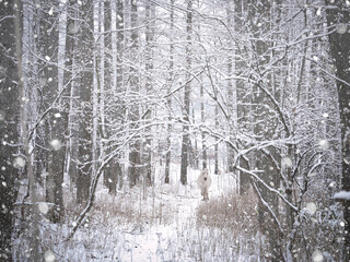 雪の日の森と道産子