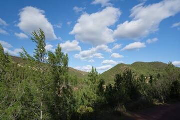 green trees into a blue sky background