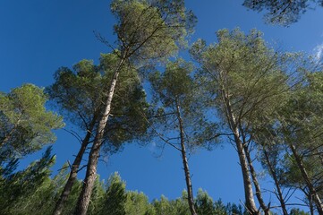 green trees into a blue sky background