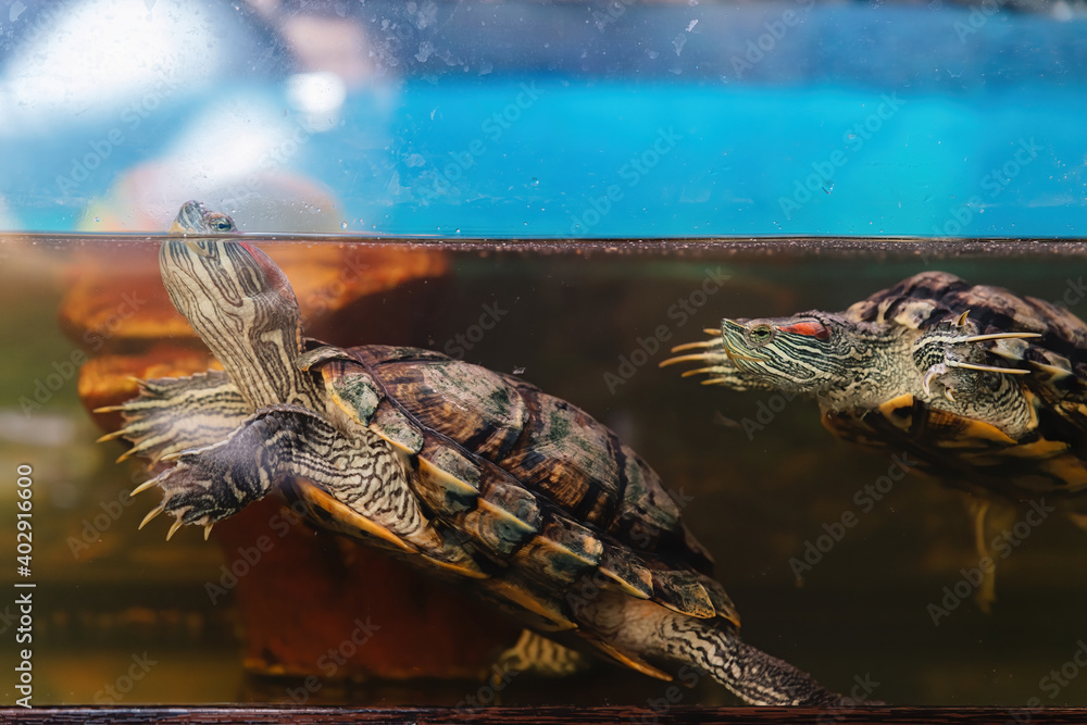 Wall mural Domestic red-eared turtle in the aquarium. Pond slider. Trachemys scripta. - Wall murals