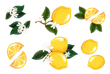 A set of whole, halved, sliced fresh lemons, leaves and flowers. Vector illustration isolated on white background. Collection of bright juicy ripe citrus fruits