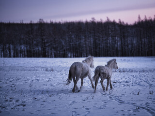 Fototapeta premium 道産子の親子