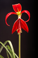 fleur-de-lis  Flor de lis © Denis