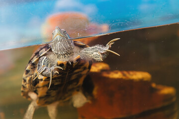 Domestic red-eared turtle in the aquarium. Pond slider. Trachemys scripta.