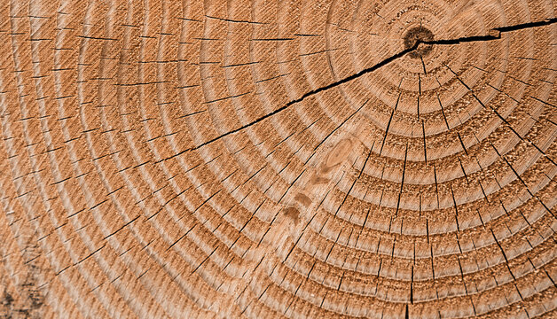 Close up of a tree cross section texture showing the age rings.