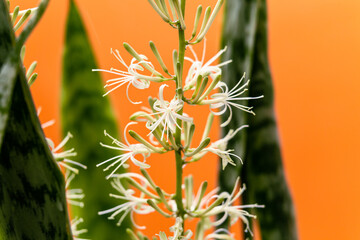 dracaena trifasciata -saint-jorge's sword - st jorge's sword flower