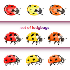 Set of red ladybug isolated on white. Multicolored beetles. Vector illustration.