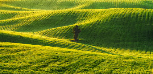 Rolling hills of green wheat fields. Amazing fairy minimalistic landscape with waves hills