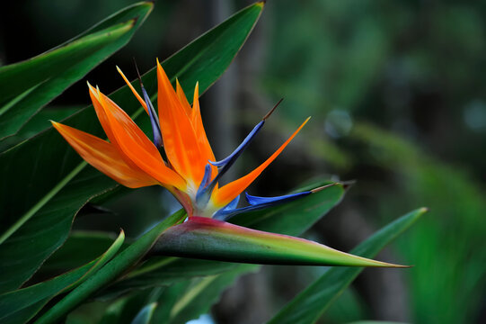 Strelitzia reginae, commonly known as the crane flower or bird of paradise.