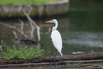 Close up shot of Great Egret bird in  marsh lands
