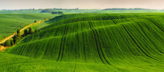 Rolling hills of green wheat fields. Amazing fairy minimalistic landscape with waves hills