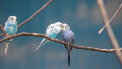 Love birds on a small tree branch
