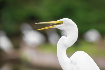 Close up shot of Great Egret bird
