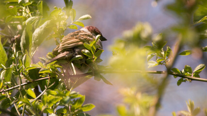 Eurasian Magpie, Eurasian Magpie, Magpie, Pica pica, birds, country birds, nature © Krystian