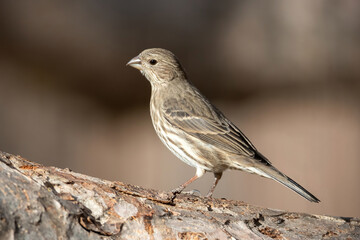 Portrait of a Female House Finch posing on a branch with a soft brown background.