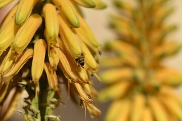 Bee on yellow Aloe Vera flowers