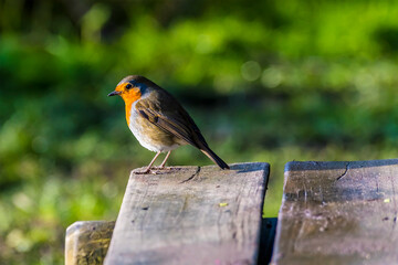 A Robin on a bench beside Thornton Reservoir, UK on a bright sunny day