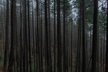 Burnt forest trees from the Eagle Creek fire in the Columbia River Gorge, Oregon