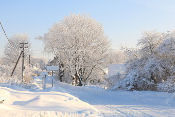 Russian nature in winter, Christmas background. After a snowfall, tree branches are covered with snow and sparkle in the sun, severe frost and low temperatures. This is a beautiful winter banner, 