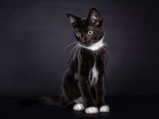 Cute siting black and white house cat kitten, with a white collar and white feet, looking with with a crooked head downwards. Isolated on a black background.